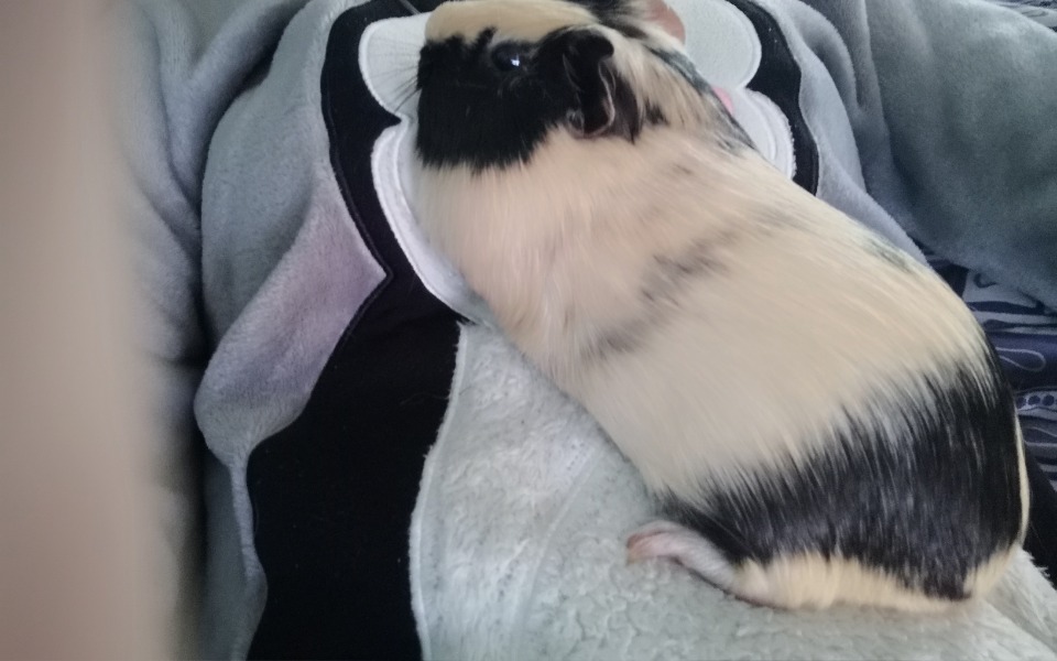 
        Świnka morska odpoczywająca na kolanach właściciela.
    