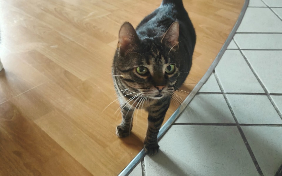 
        Czarny kot spacerujący po podłodze w domu.
    