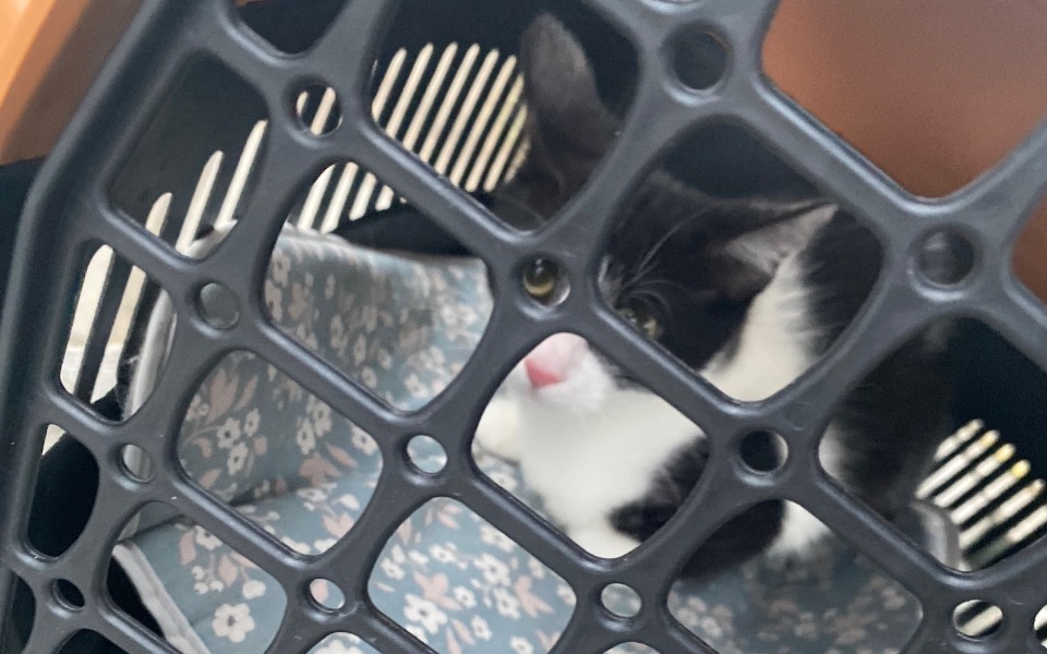 
        Kot w transporterze, widoczny przez kratkę.
    