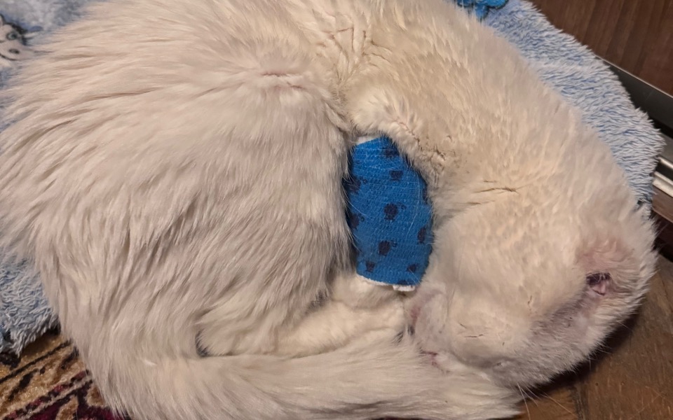 
        Kot w pozycji zwiniętej, z opatrunkiem na uchu.
    