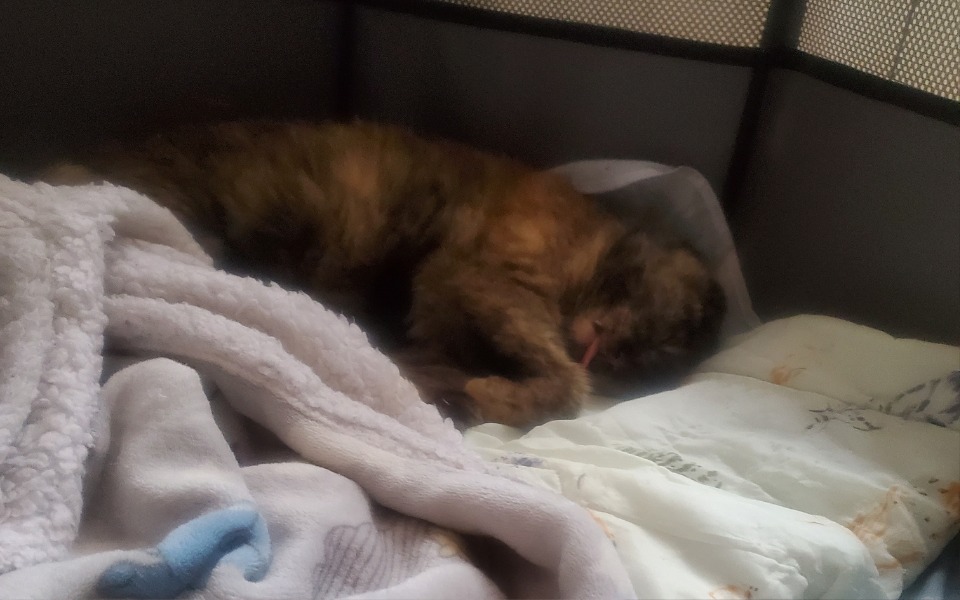 
        Śpiący kot w wygodnym miejscu z kocem.
    