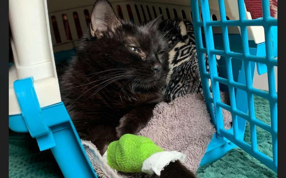 
        Czarny kot z opatrunkiem na łapie leży w transporterze.
    