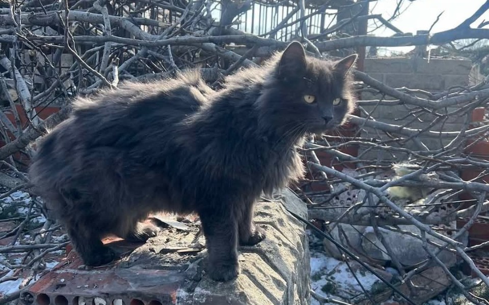 
        Czarny kot stoi na zniszczonym murze, w tle gałęzie.
    