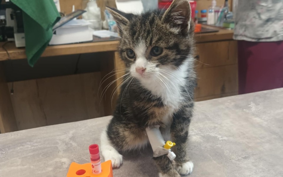 
        Mały kotek na stole weterynaryjnym, z opatrunkiem na łapie.
    