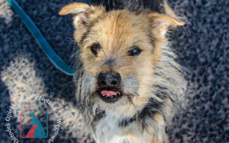 
        Pies z niecodziennym wyglądem, patrzący w obiektyw.
    