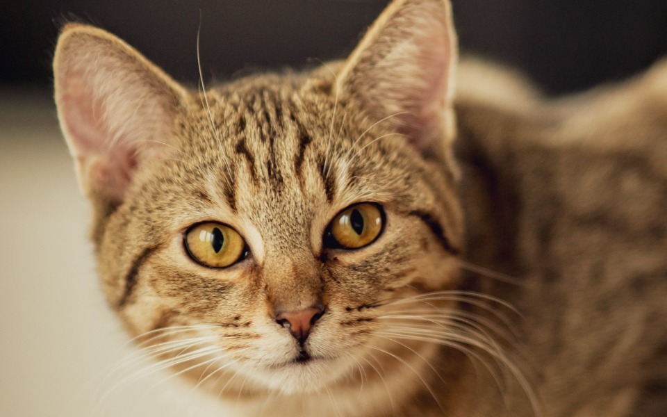 
        Kot o prążkowanej sierści, z dużymi oczami, spoglądający w stronę kamery.
    