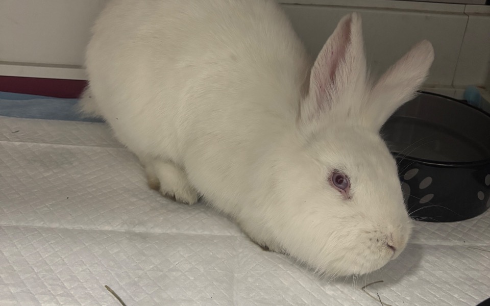 
        Biały królik leżący na podłożu, z uszami uniesionymi.
    