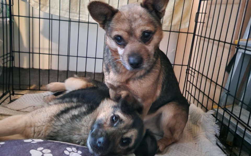 Dwa psy w klatce, jeden leży, drugi patrzy w kamerę.