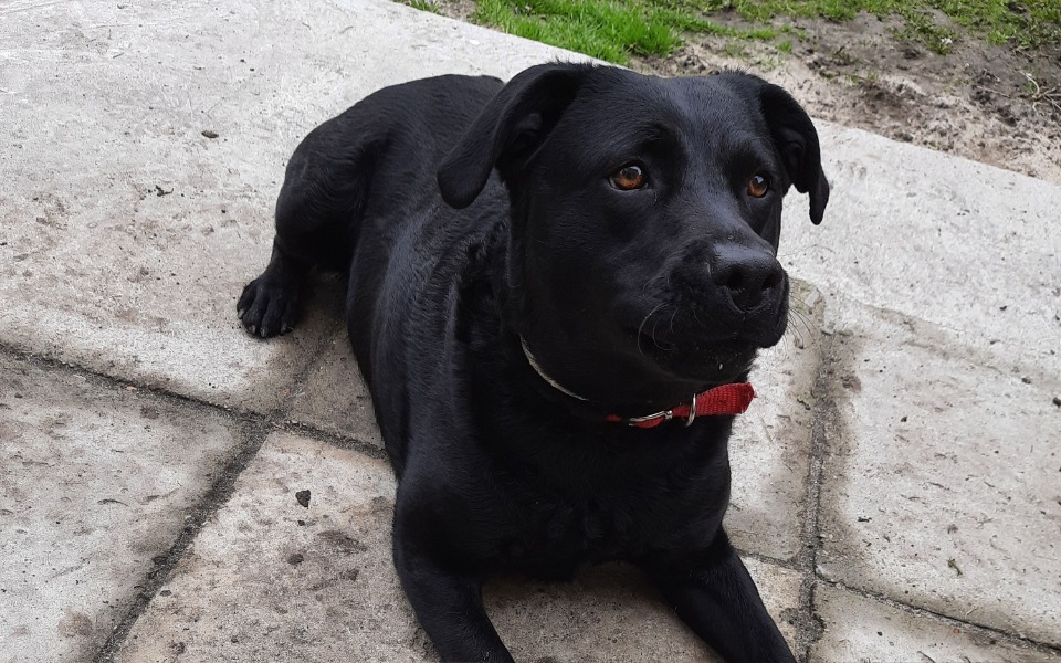 
        Czarny pies leżący na bruku, wygląda na spokojnego i zrelaksowanego.
    