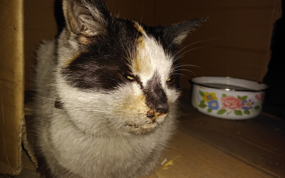 Kot odpoczywający w kartonowym pudełku, z miseczką w tle.