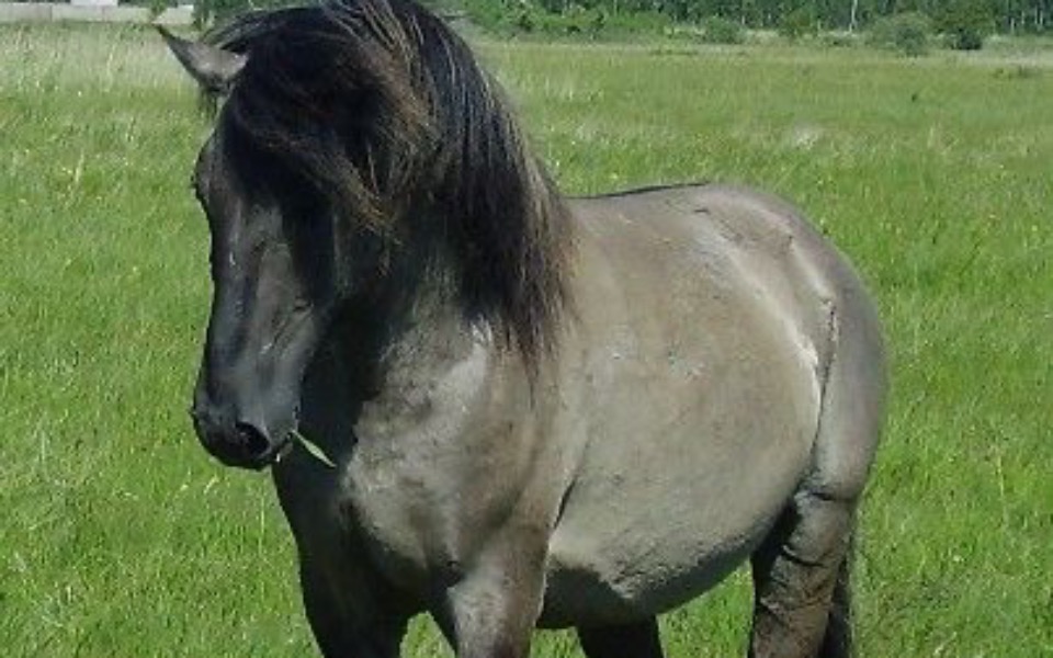 
        Koń pasący się na zielonej łące.
    