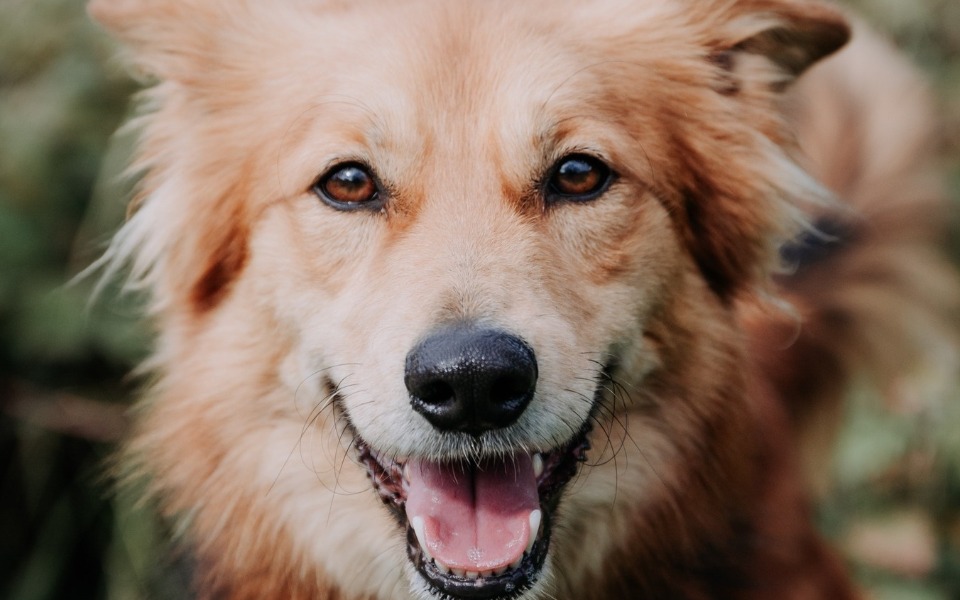 
        Uśmiechnięty pies w plenerze, z wyraźnym radosnym spojrzeniem.
    