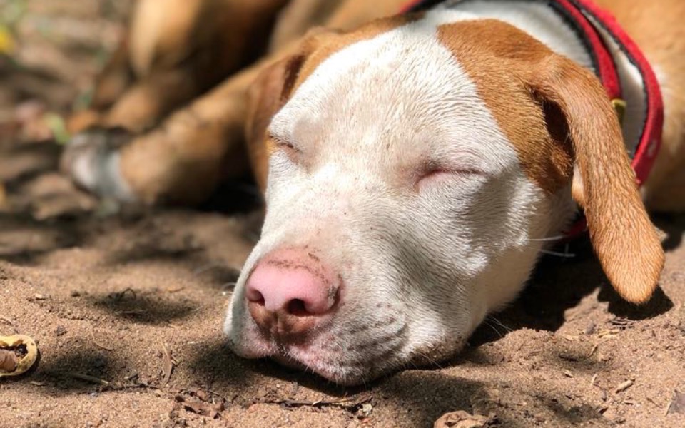 
        Śpiący pies na piasku, z zamkniętymi oczami i spokojnym wyrazem.
    