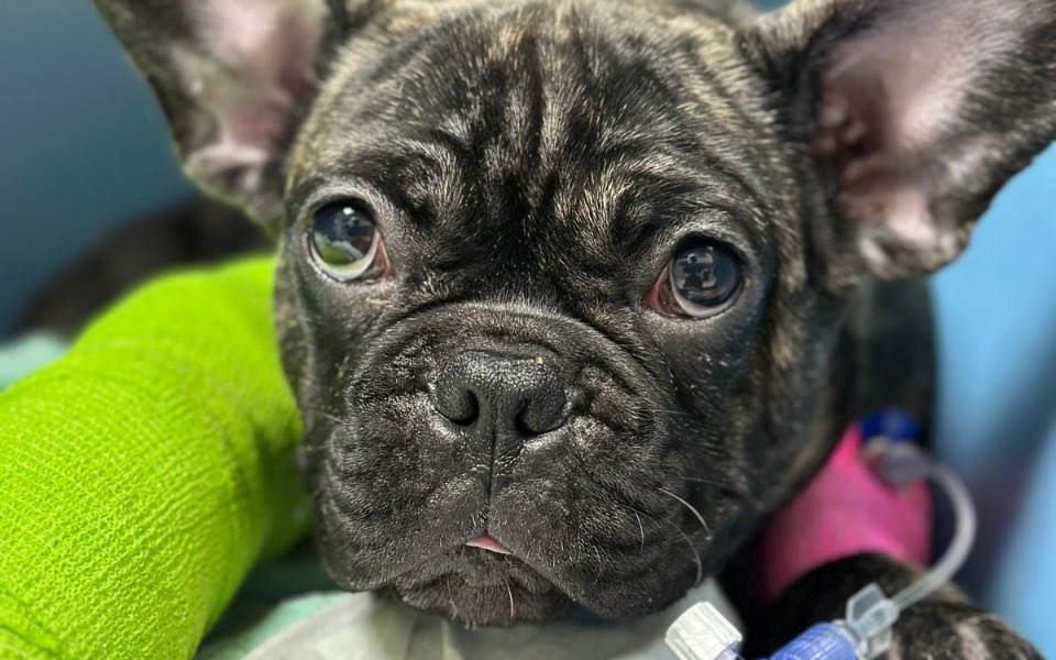 
        Szczeniak z bandażem, leżący na stole weterynaryjnym.
    