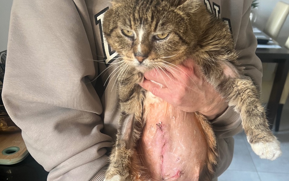 
        Kot trzymany na rękach z widoczną raną.
    