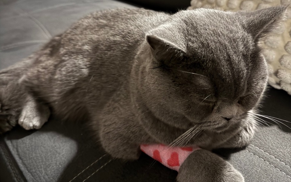 Kot śpiący na kanapie, z zamkniętymi oczami.