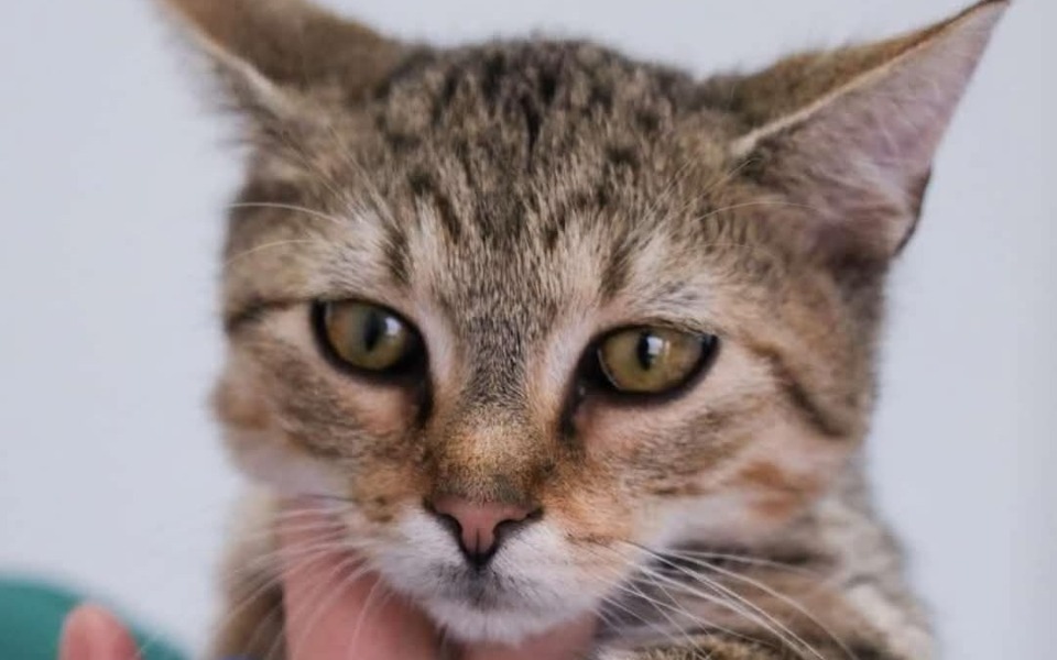 
        Zbliżenie na kota z wyrazistymi oczami.
    