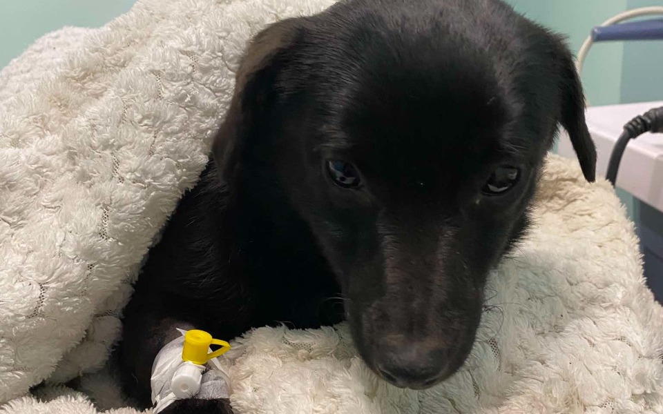 
        Czarny pies owinięty w koc, wygląda na zmartwionego.
    