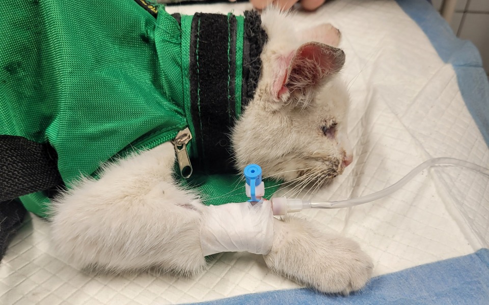 
        Chory kot z kroplówką w szpitalu weterynaryjnym.
    