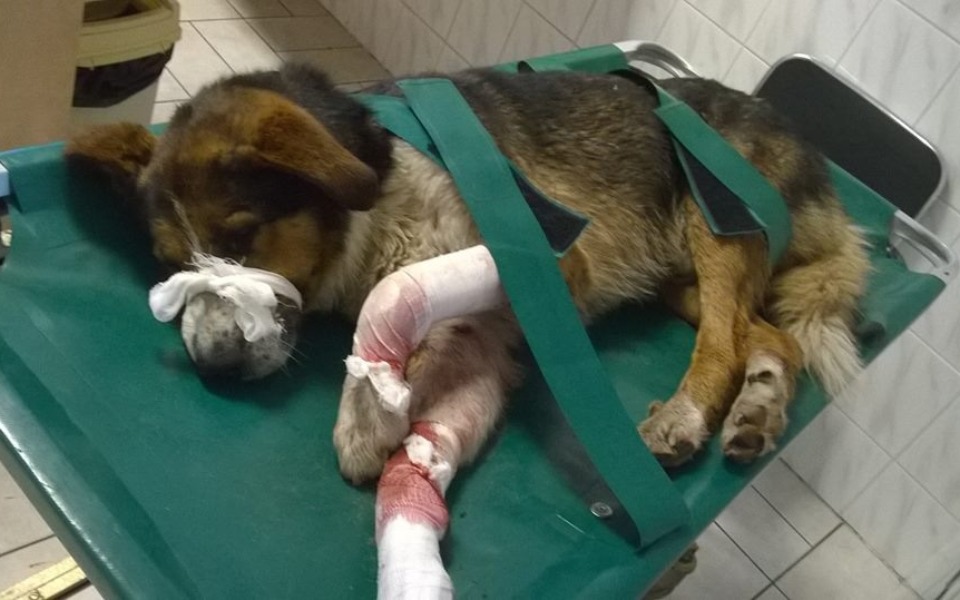 
        Ranny pies na stole operacyjnym, z opatrunkami.
    