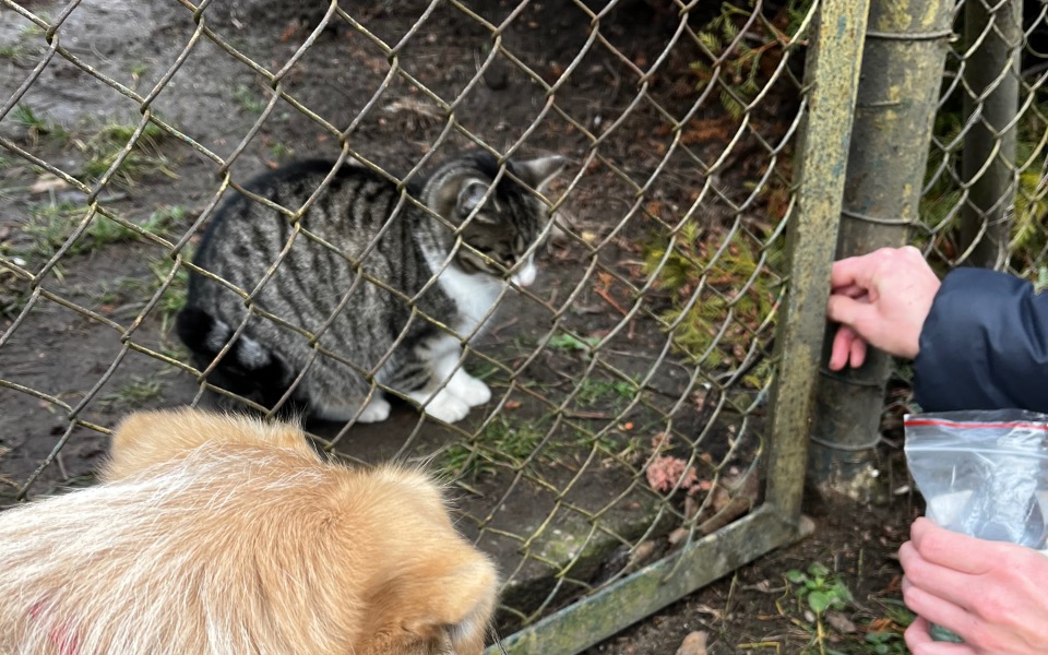 Kot obserwujący osobę przez ogrodzenie w ogrodzie.