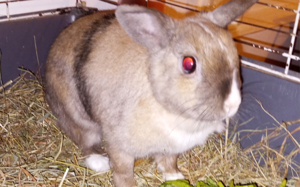 
        Królik w klatce, jedzący świeże warzywa.
    