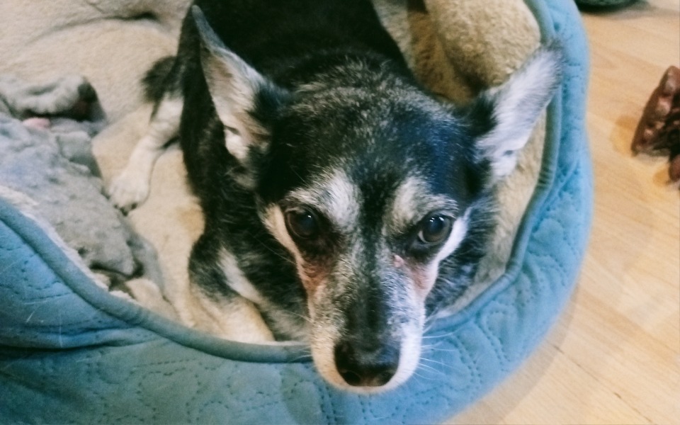 
        Mały piesek leży w swoim legowisku.
    