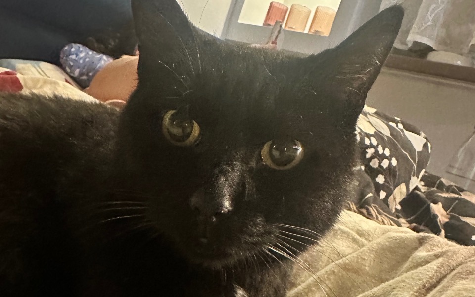 
        Czarny kot z wyrazistymi oczami, leżący na łóżku.
    