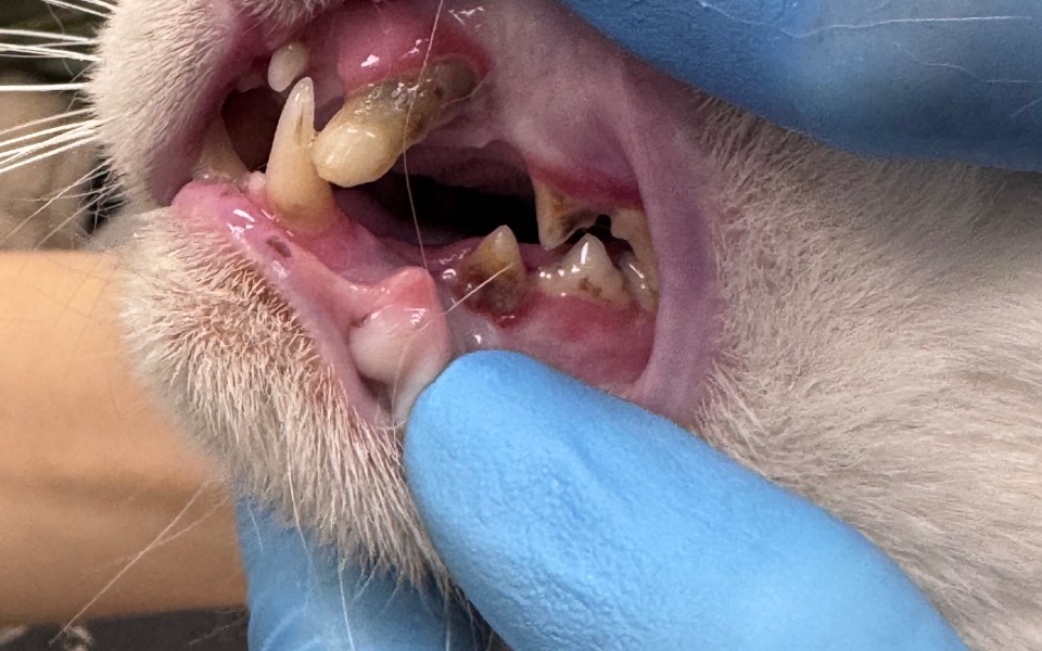 Weterynarz bada zęby kota, pokazując problemy stomatologiczne.