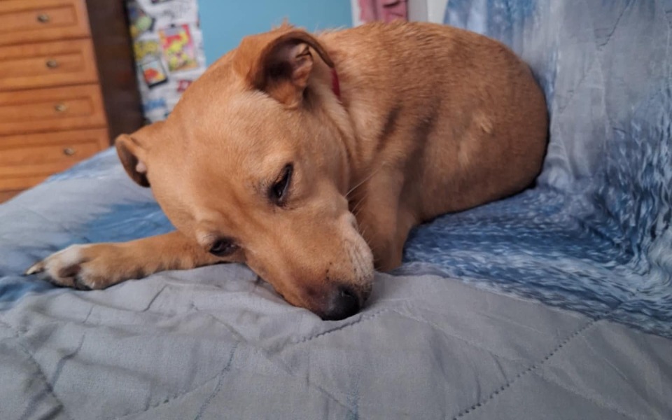 
        Pies leżący na łóżku, wygląda na zmęczonego.
    