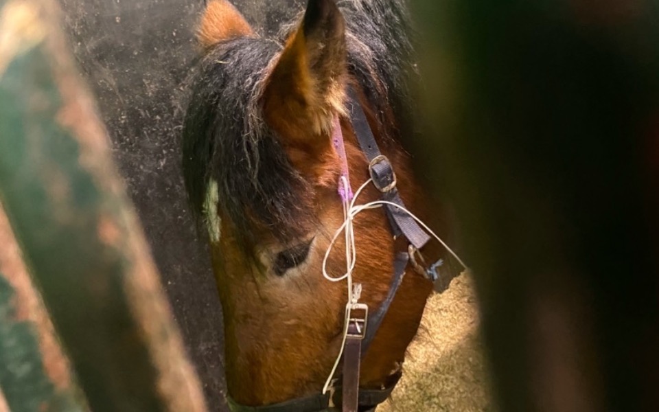 
        Koń w stajni, widoczny przez kraty.
    
