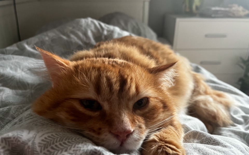 
        Rudy kot leżący na pościeli, wygląda na zrelaksowanego.
    