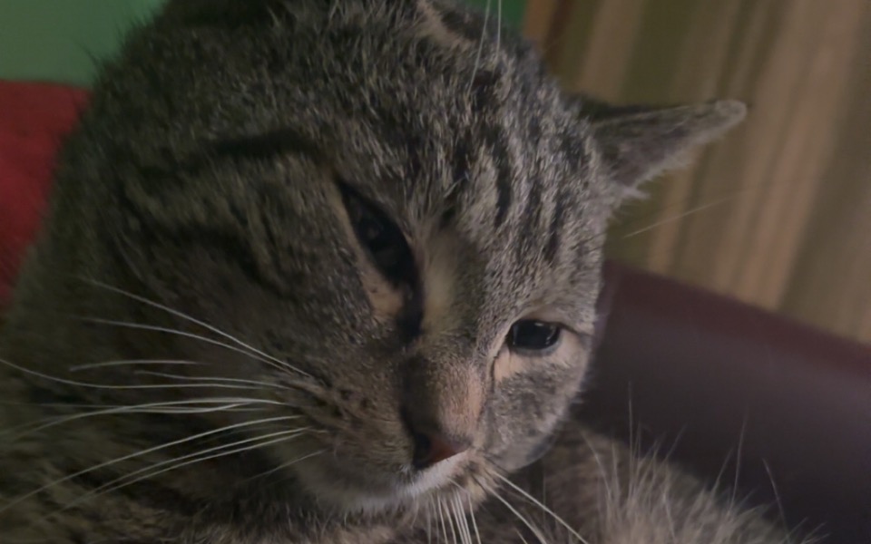 
        Kot z wyrazem smutku, leżący na kanapie.
    