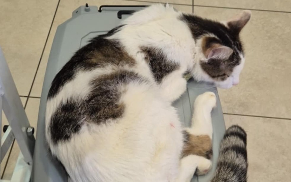 
        Kot śpiący na stole, w wygodnej pozycji.
    