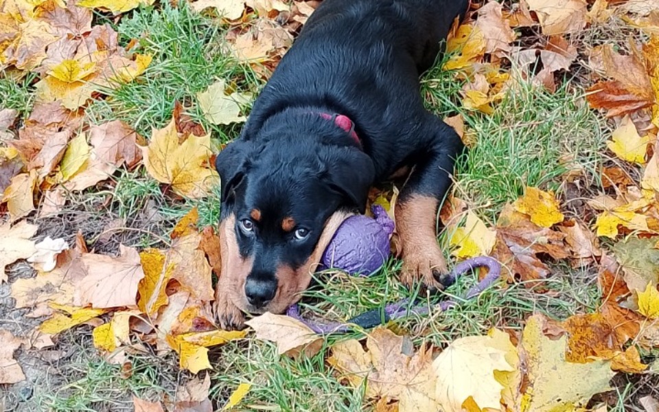 
        Rottweiler bawiący się na liściach, trzymający zabawkę.
    