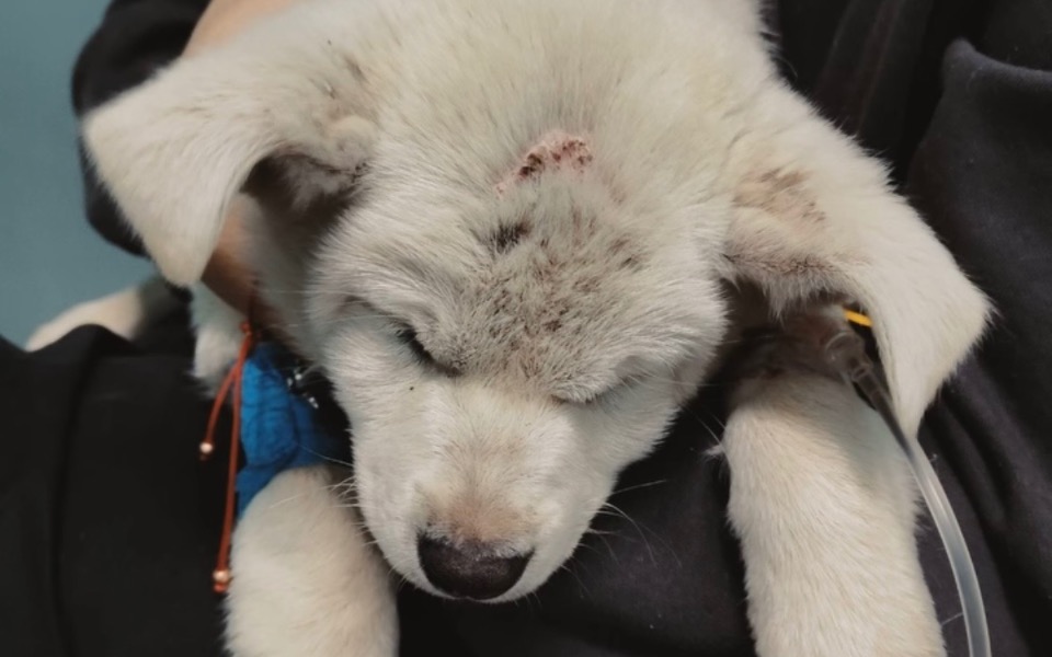 
        Szczeniak z raną na głowie, trzymany na rękach.
    