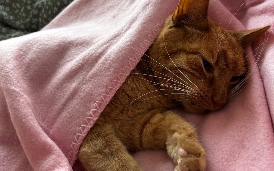 
        Kot owinięty w różowy koc, spokojnie śpi na łóżku.
    