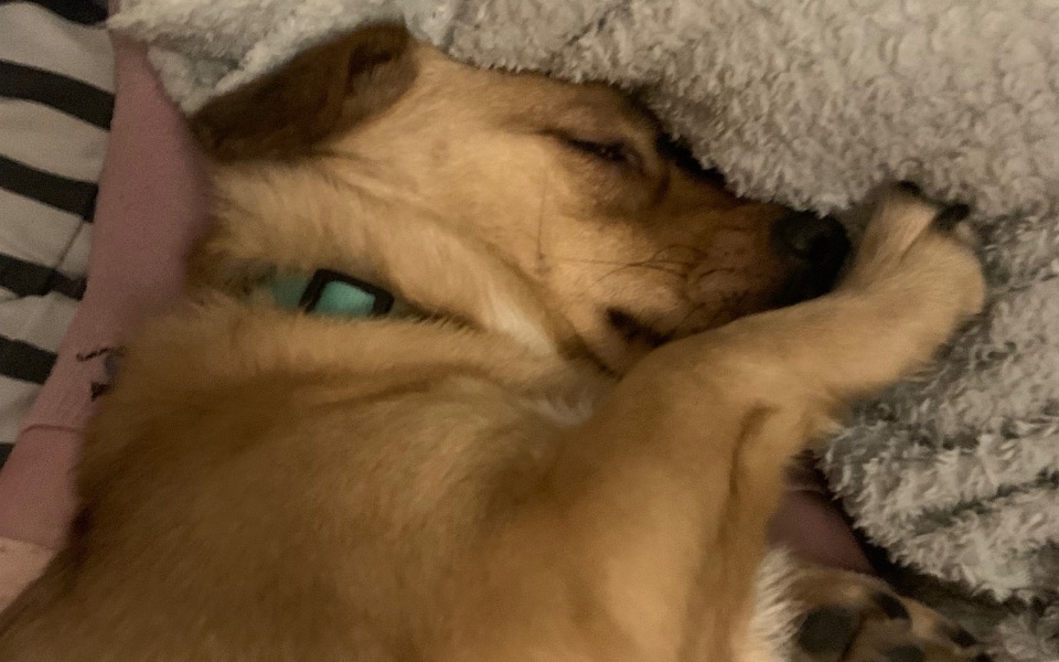 
        Śpiący pies, wtulony w poduszkę, wygląda na zrelaksowanego.
    