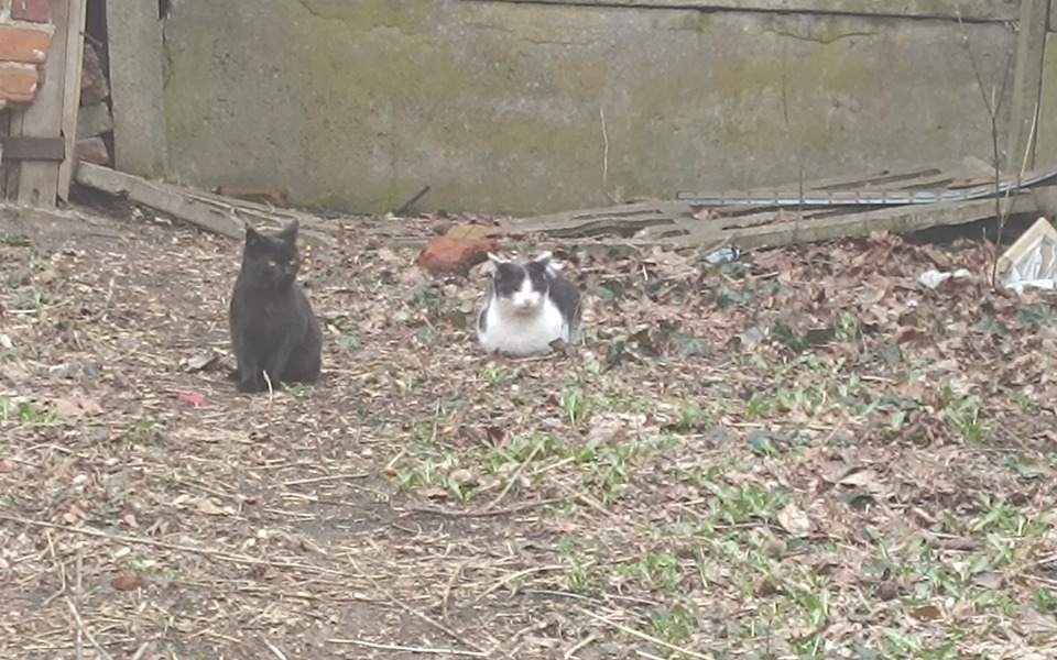 
        Dwa koty siedzące na trawie w otoczeniu liści.
    