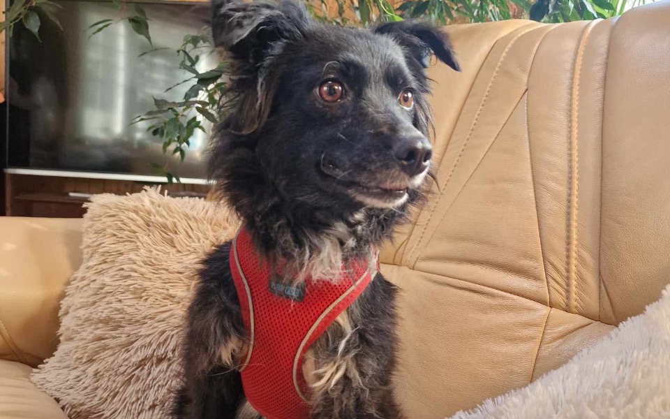 
        Pies w czerwonej uprzęży siedzi na kanapie.
    