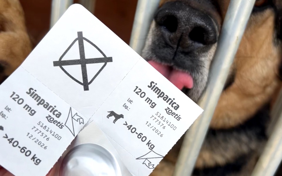 
        Karta z informacjami o leku dla psa, z psem w tle.
    