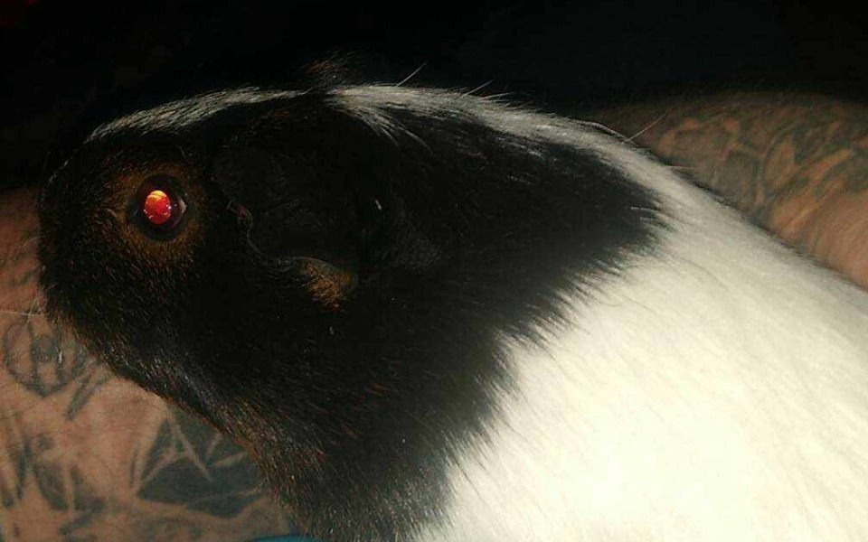 
        Świnka morska na ramieniu, z wyraźnym futrem.
    