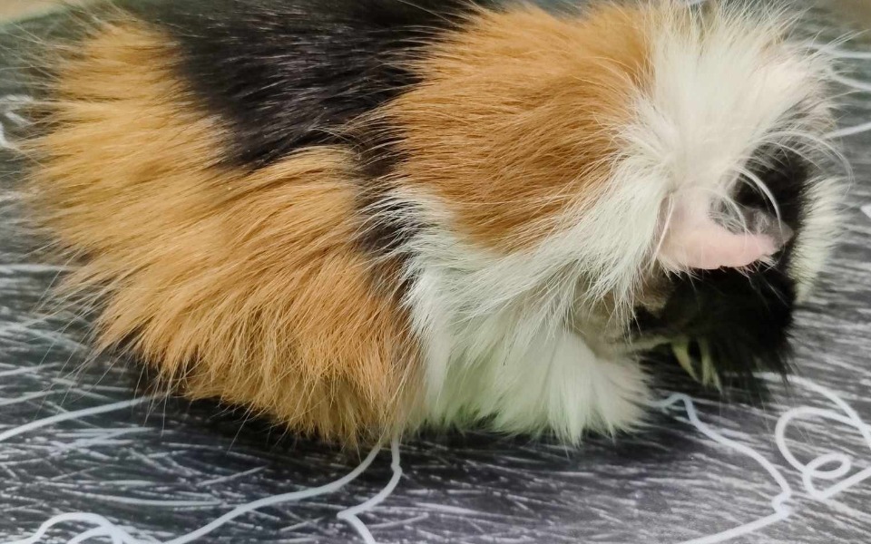 
        Świnka morska z puszystym futrem, leżąca na stole.
    