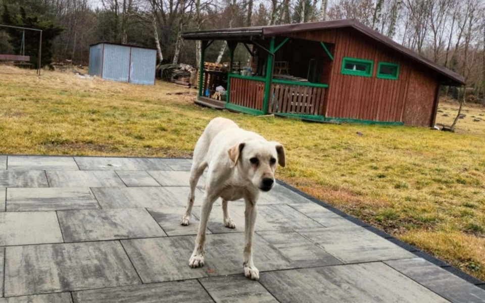 Biały pies na tle drewnianego domku w lesie.