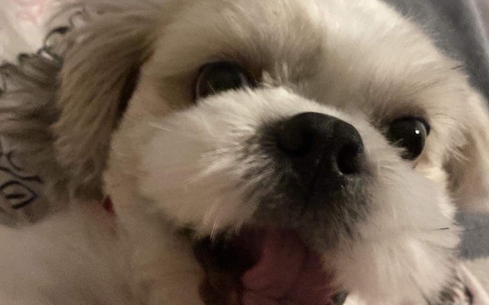 
        Zbiórka na pieska puszka - zdjęcie główne
    