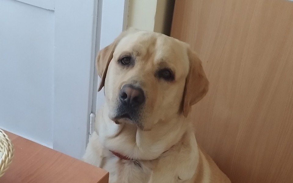 
        Labrador siedzący przy stole, z wyrazem smutku.
    