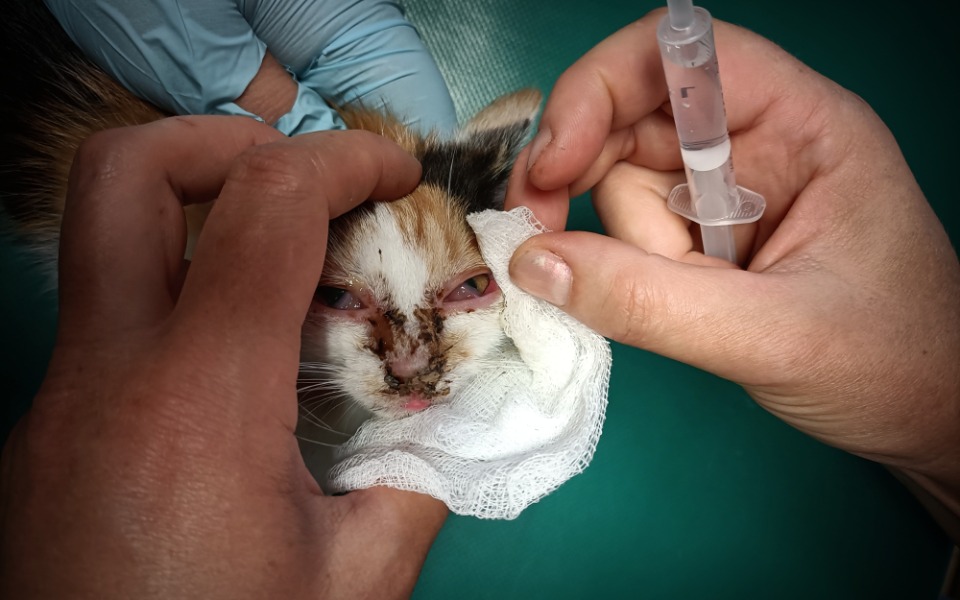 
        Weterynarz leczy rannego kota, trzymając strzykawkę.
    