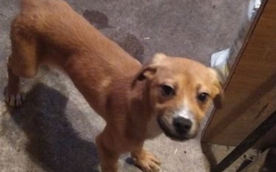 
        Mały piesek patrzący w stronę kamery.
    