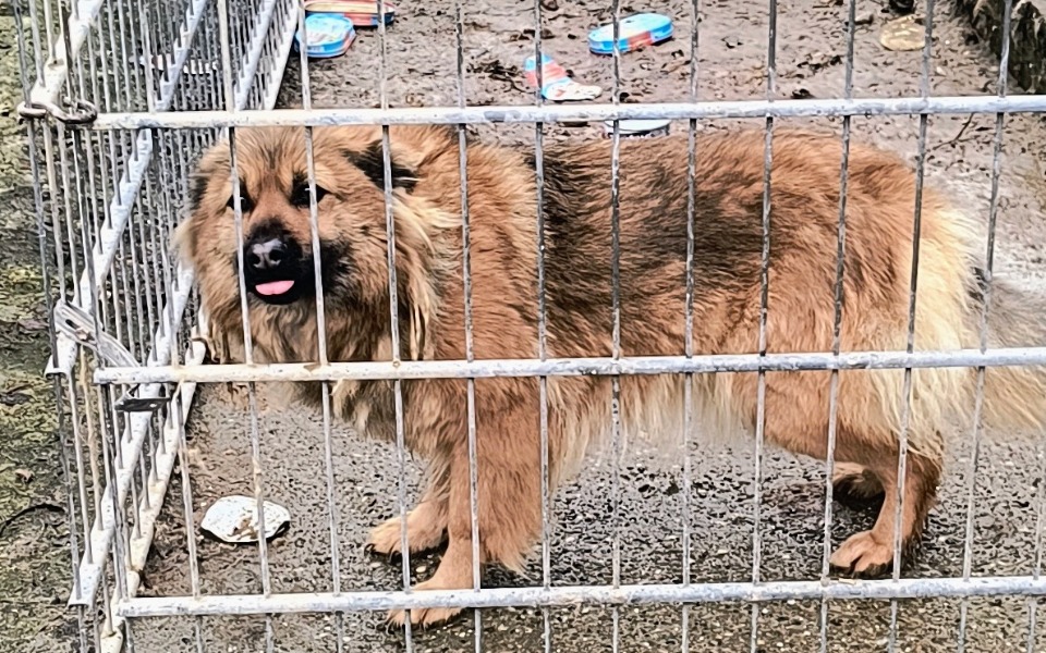 
        Pies w klatce, z wystawionym językiem, wygląda na radosnego.
    