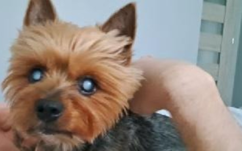 
        Yorkshire terrier z niebieskimi oczami, przytulany przez właściciela.
    
